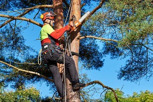 All Wood's Tree Service