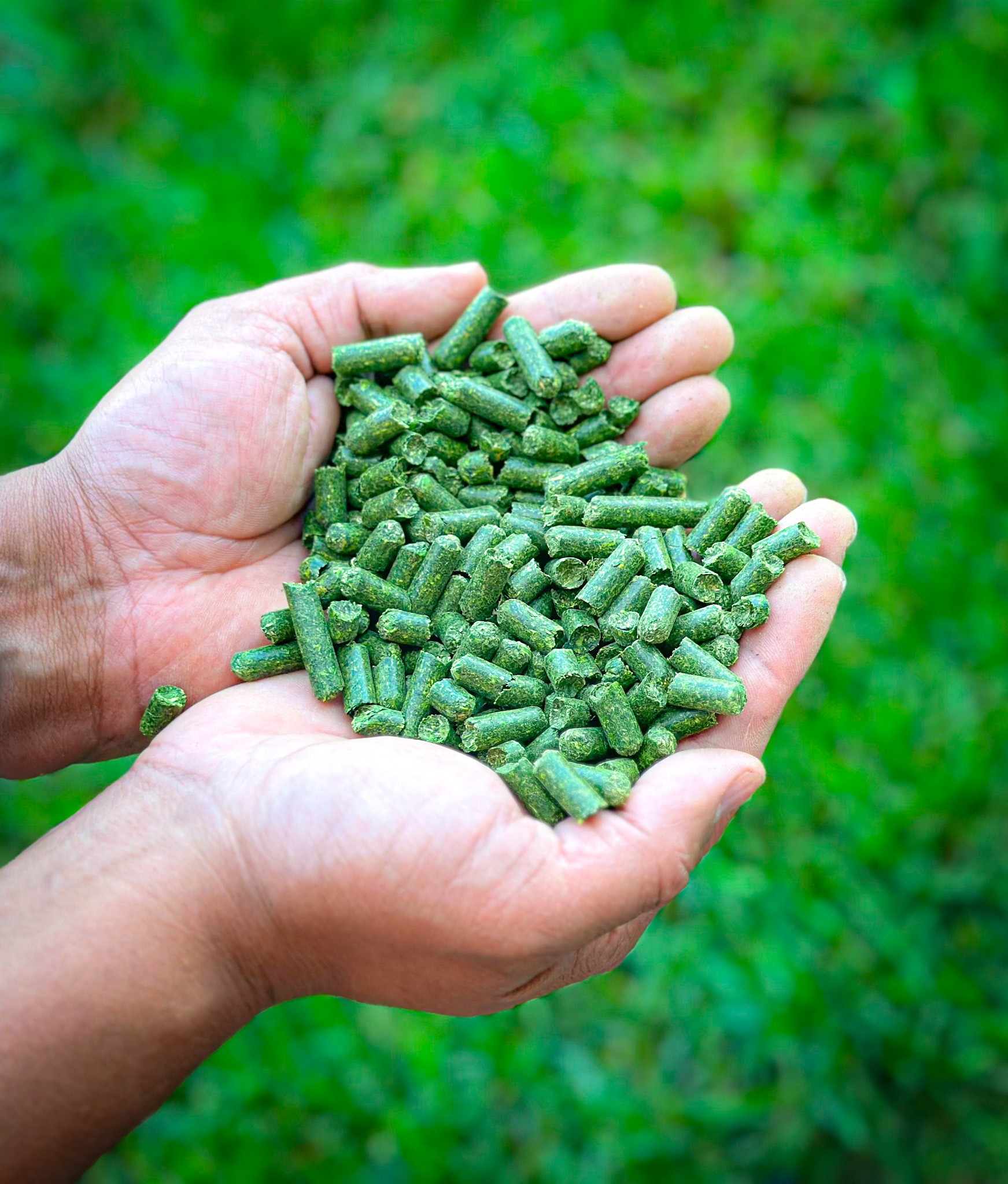 Dehy Alfalfa Mills Inc