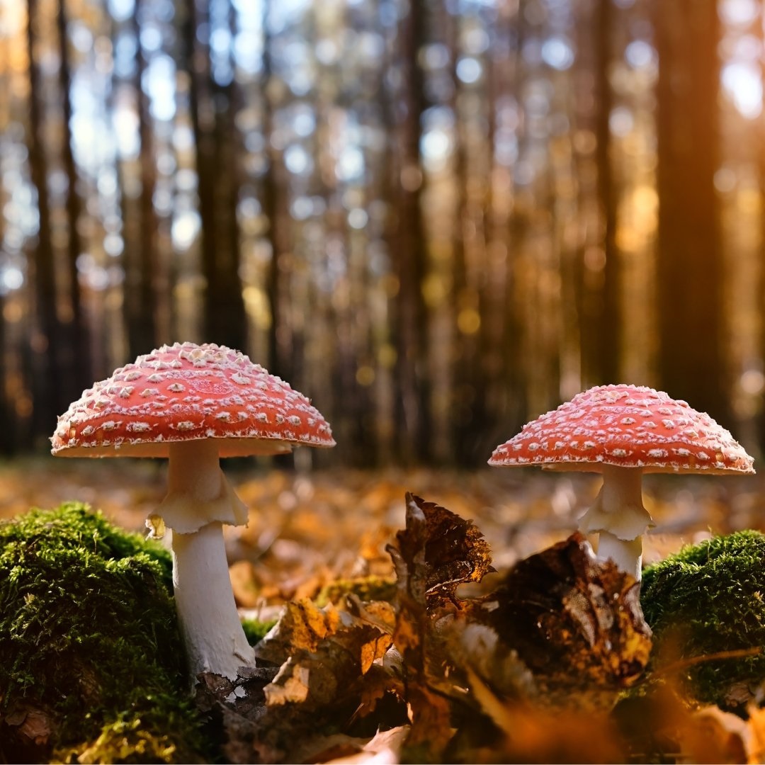 Wonderland Mushroom Dispensary