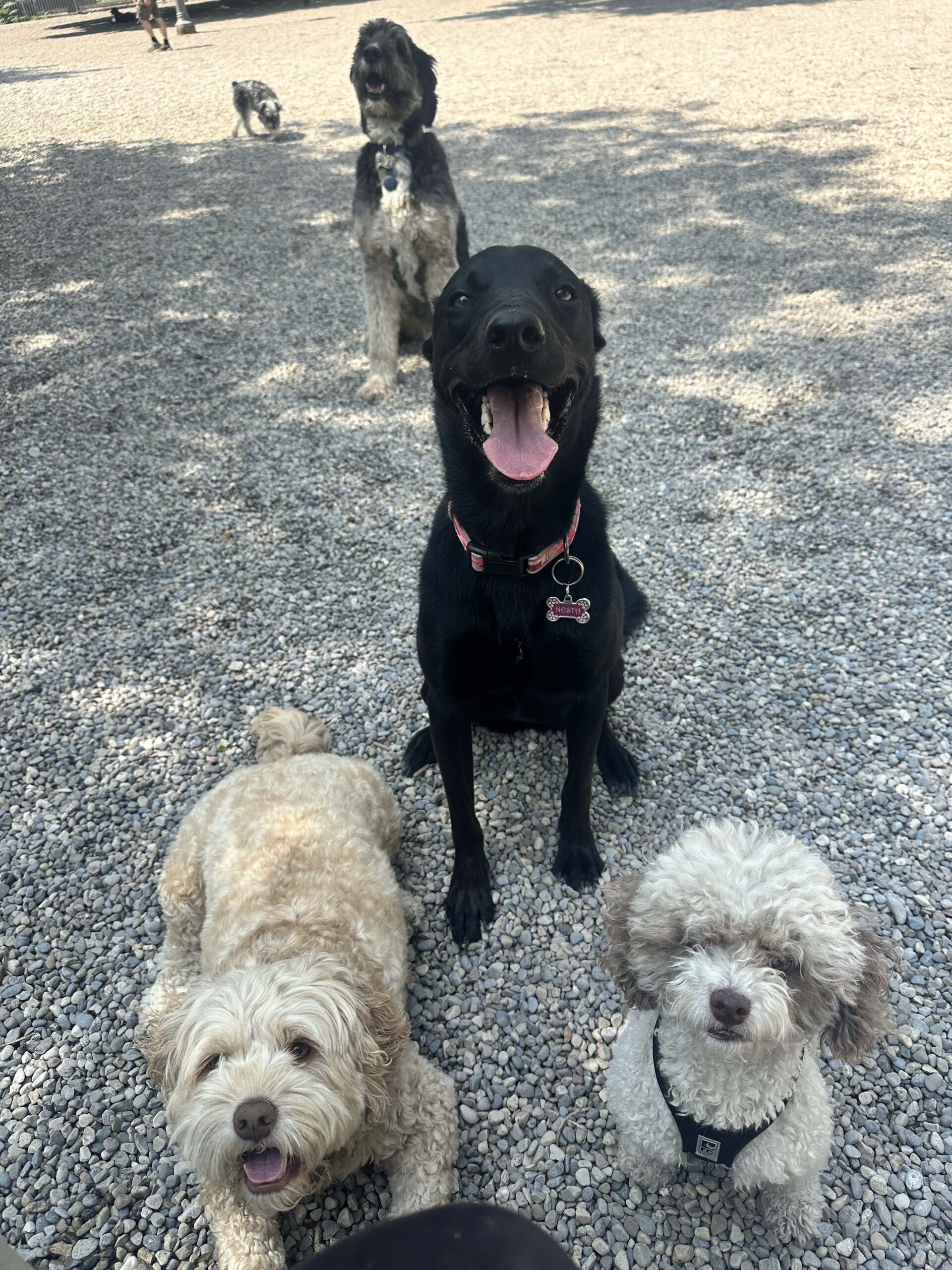 Urban Tail Dog Walking & Pet Services