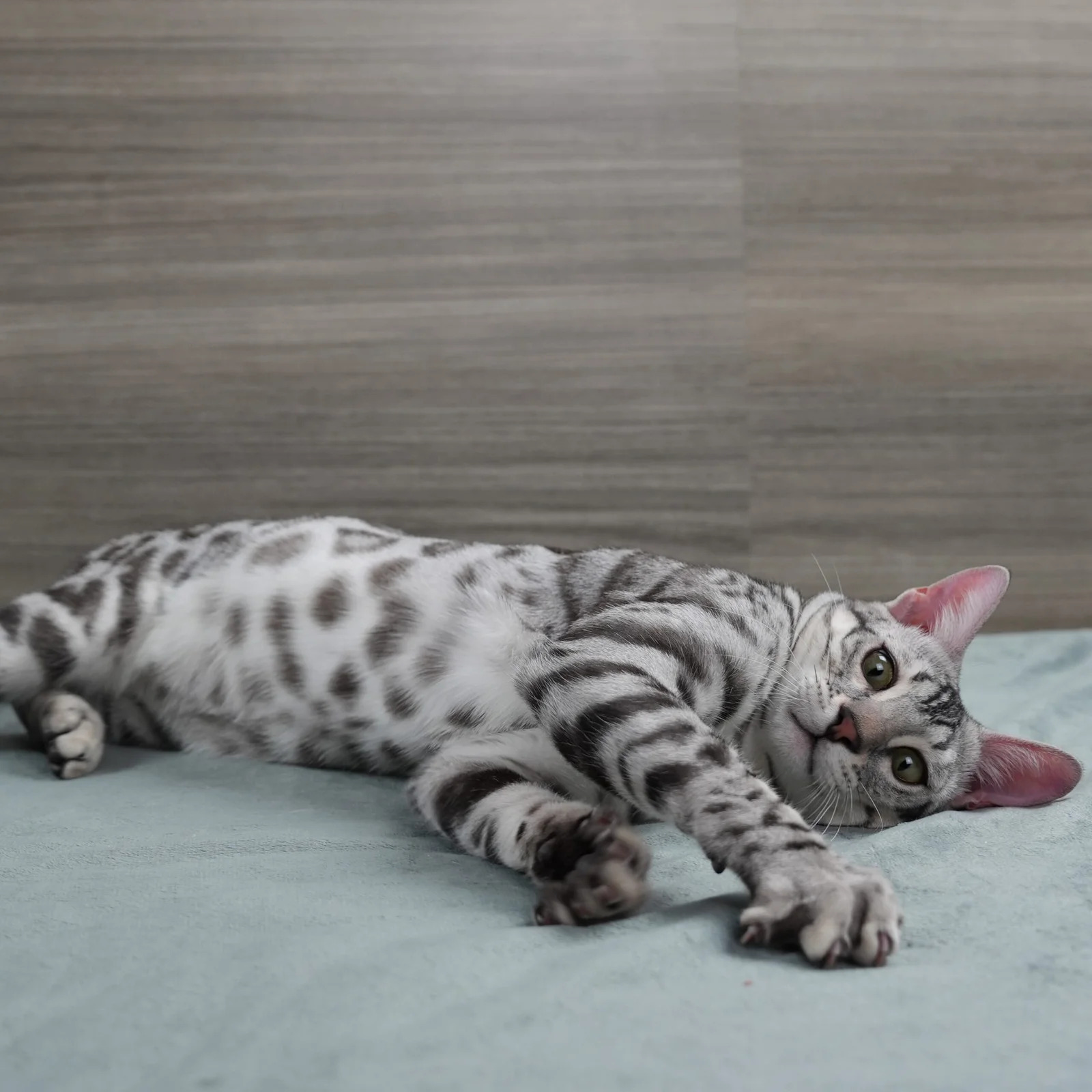 Pet Perfect Bengals