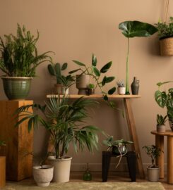 Backyard Buys