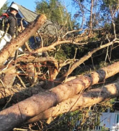 Hollar Brothers Tree Services
