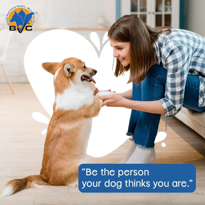 Trusted Pet Clinic in Dubai | Expert Veterinary Care at Britvet