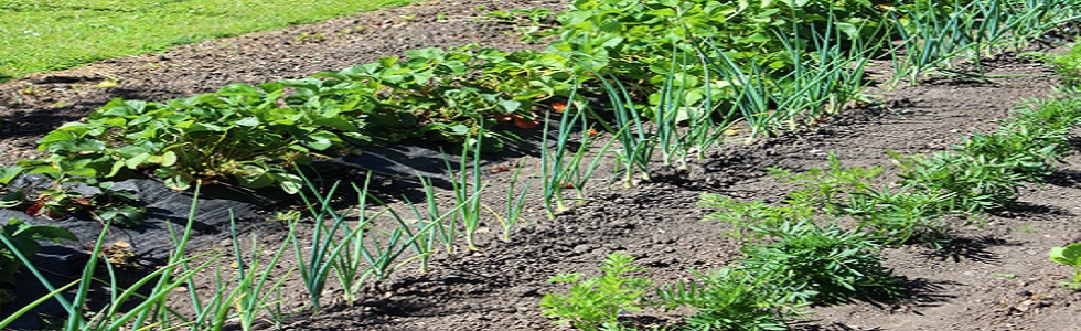 Gardening Addicts