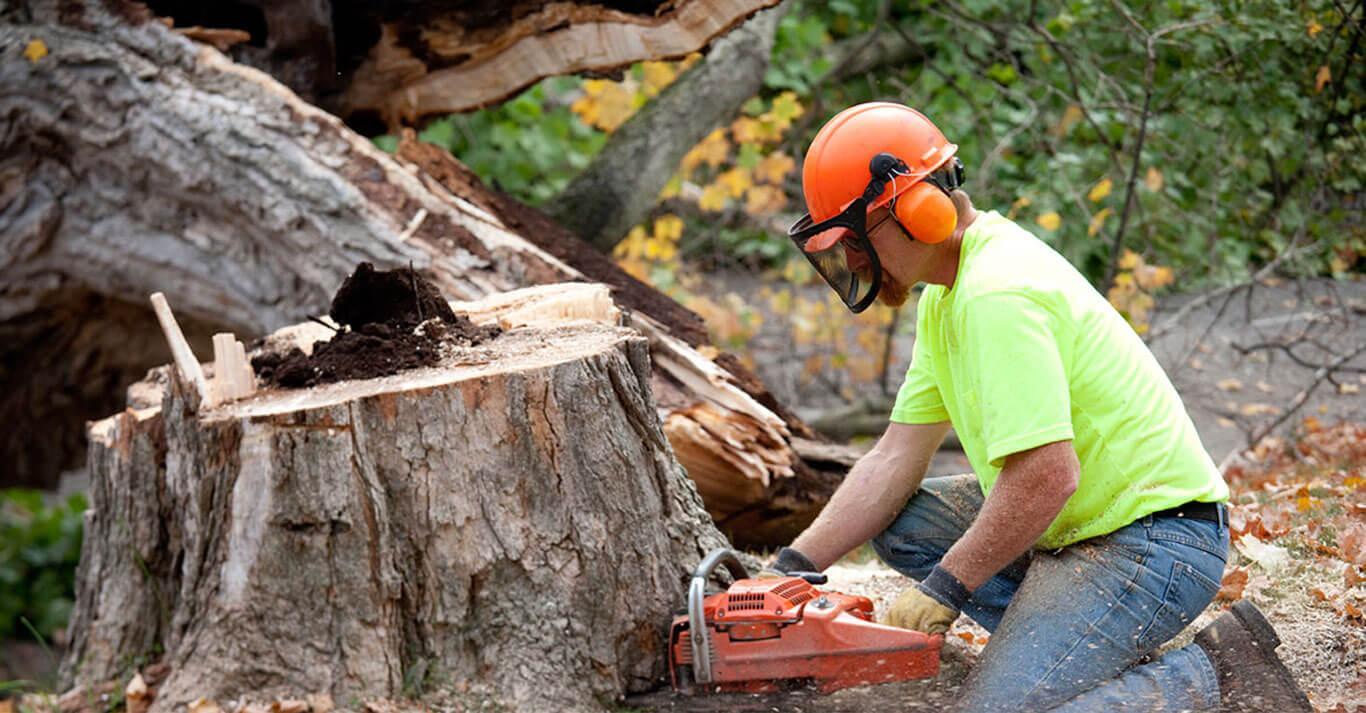 Mississippi Tree Removal Service