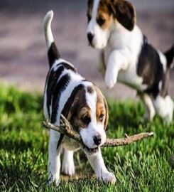 Puppies for Sale
