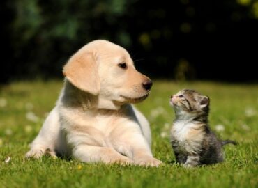 East London Animal Hospital