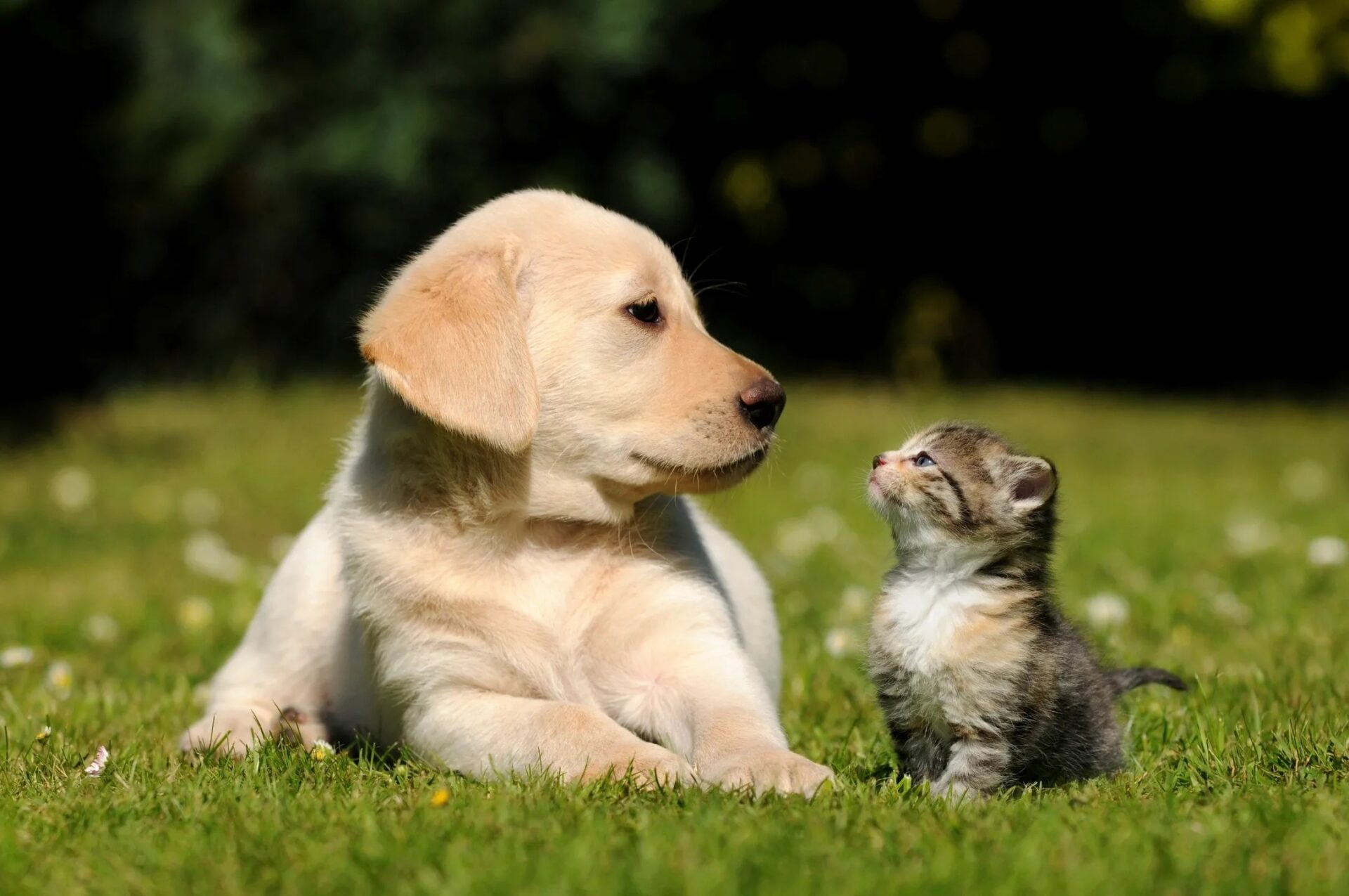 East London Animal Hospital