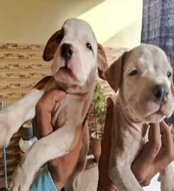Puppies for Sale