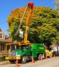 Tree Services Atlanta