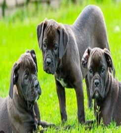 Puppies for Sale