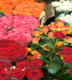Red Rose Flowers