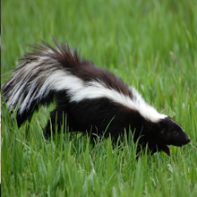 Mole Patrol LLC
