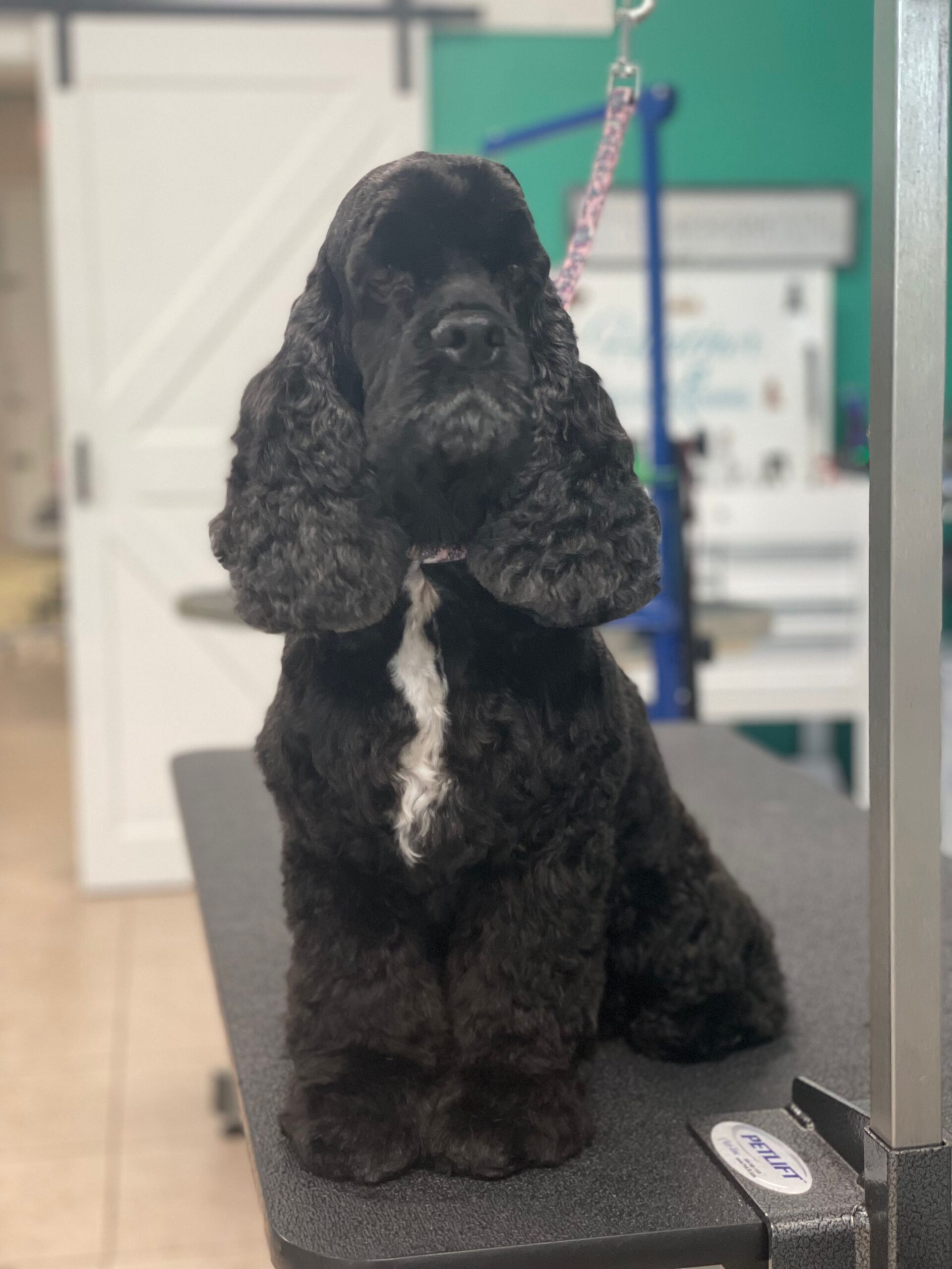 Pets Place Grooming