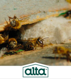 Alta Pest Control