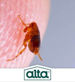 Alta Pest Control