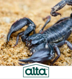 Alta Pest Control