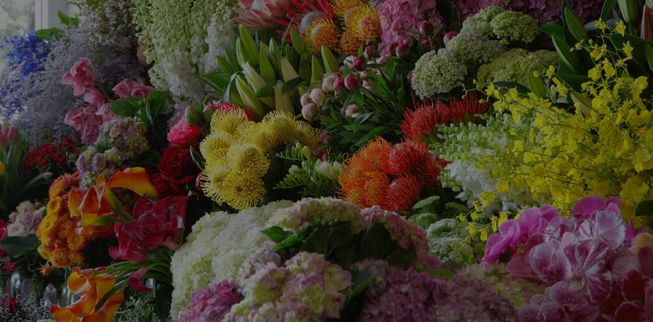 Jodie McGregor Flowers Sydney
