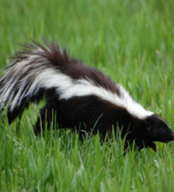 Atlas Pest Control Services
