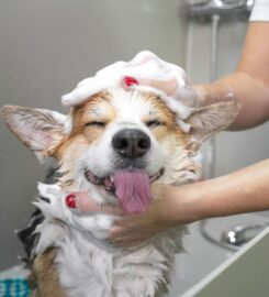 Master Quality Grooming