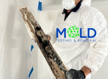 Ascanio's Mold Removal & Mold Inspection