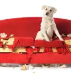 Bark Busters Home Dog Training – San Mateo County