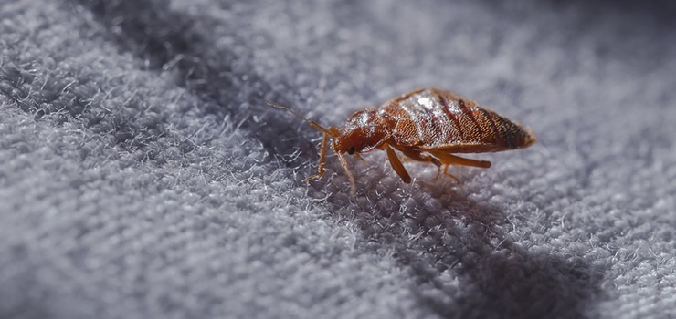 Quality pest control gta Thornhill