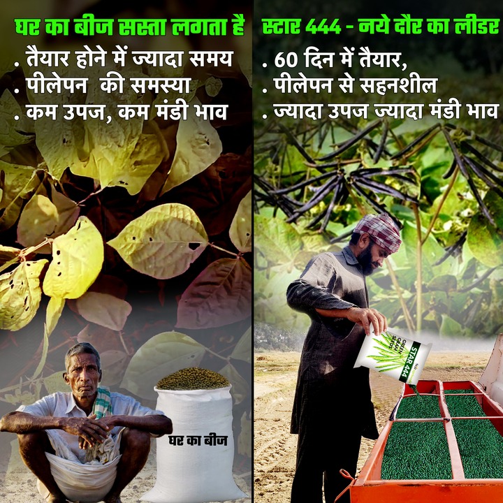 Buy Online Star 444 Mung Dal Seeds in India – Star Agri See &hellip;