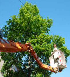 Tino's Tree Service