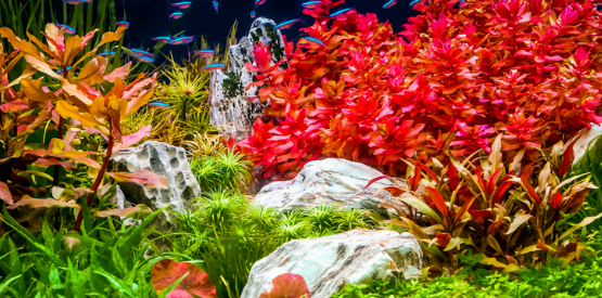 Kruep’s Aquarium Care