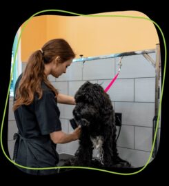 Pet Evolution Aliso Viejo