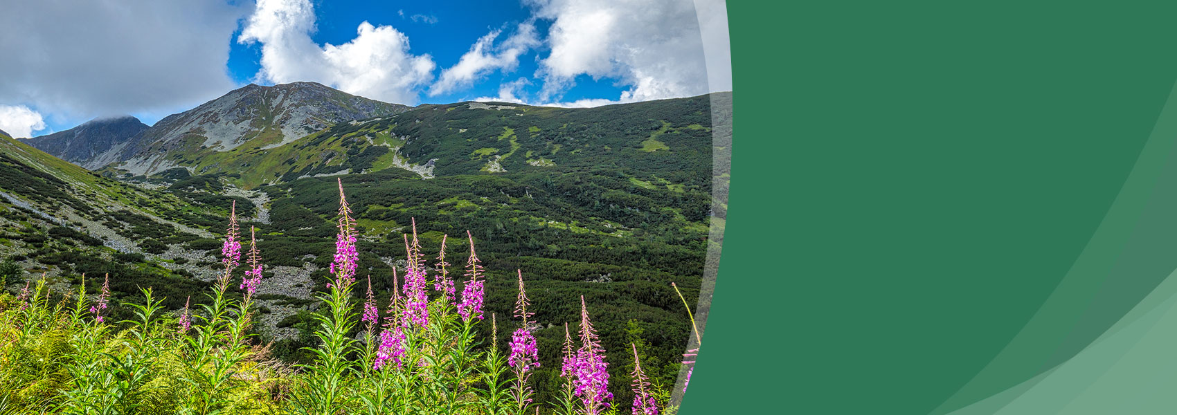 Fireweed Health Care – Opioid Addiction & Pain Manageme &hellip;