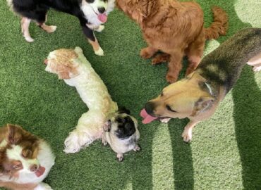 Paw Oasis Pet Resort & Spa