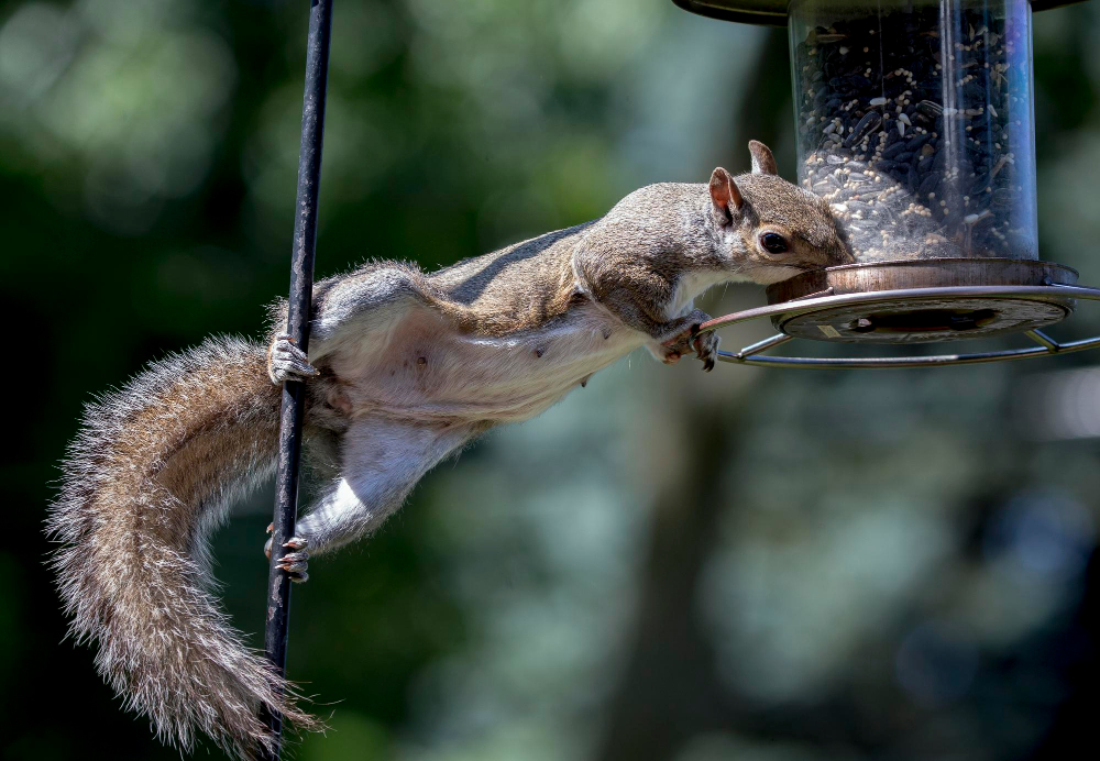 Essential Wild Life Control