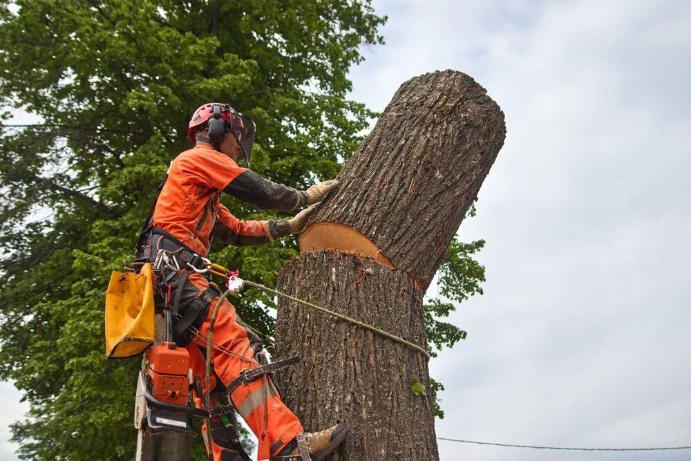 Busby Tree Services LLC