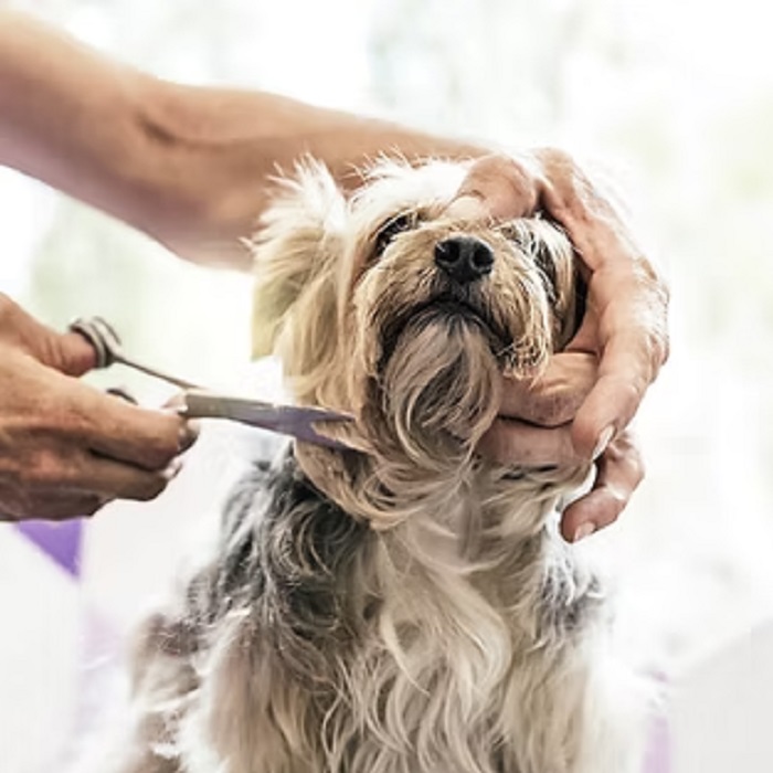 GET a GROOM Dog Groomer