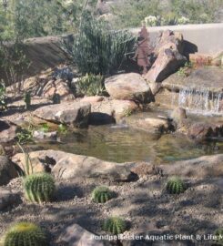 Pond Perfecter