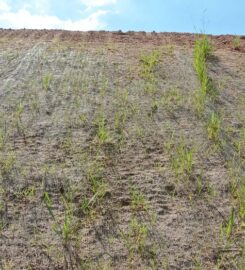 Dire Wolf Hydroseeding Los Angeles