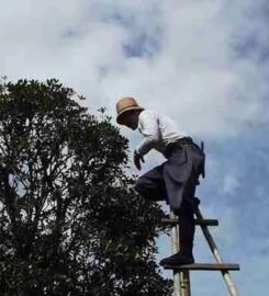 Charlotte Tree Removals