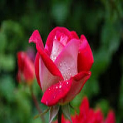 Ali Raza