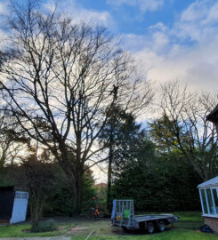 Tree Surgery in Essex | Tree Surgeon in Essex | Treecology
