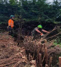 Tree Surgery in Essex | Tree Surgeon in Essex | Treecology