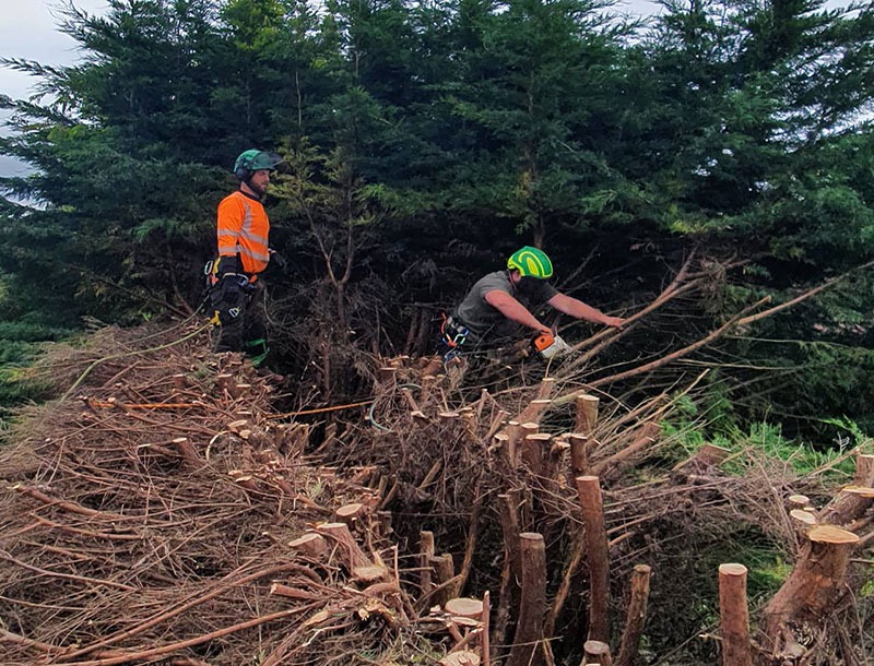Tree Surgery in Essex | Tree Surgeon in Essex | Treecology