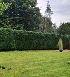 Tree Surgery in Essex | Tree Surgeon in Essex | Treecology