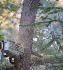 Tree Surgeon Pro