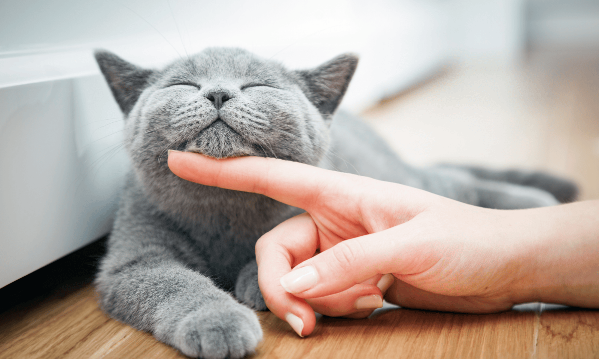 Easy Pet Care