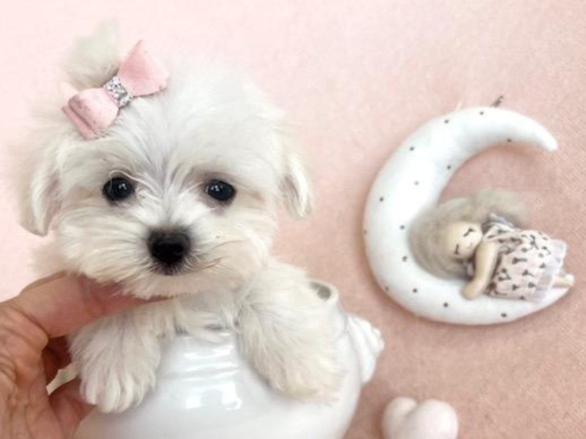 Dog Boutique Store