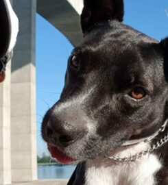 The Canine Classroom | Dog Training Kedron