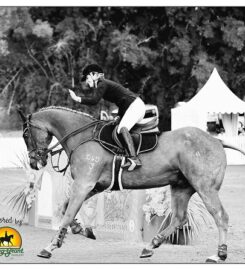 Greg Grant Saddlery